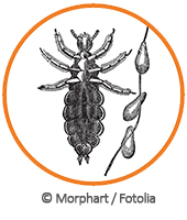 pediculus humanus capitis