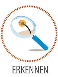 Kapitel: Läuse erkennen