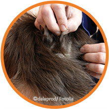 laeuse kopfhaut kontrollieren