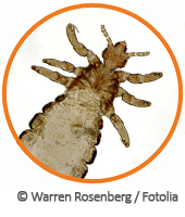 beschreibung kopflaeuse