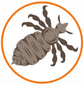 Kopfläuse